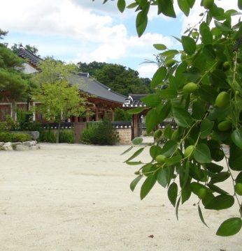 송글송글 맺혀있는 이것이 무엇일까요?