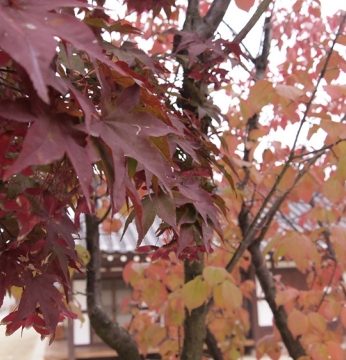 하루앞으로 다가온 입동(立冬)