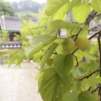 매실의 계절
