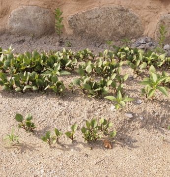 자라나는 새싹들