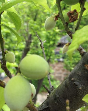 다가오는 수확의 계절..
