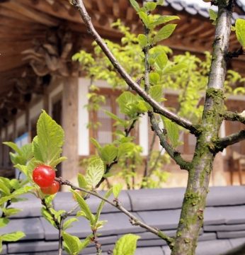 붉은 입술.. 유월을 기다립니다