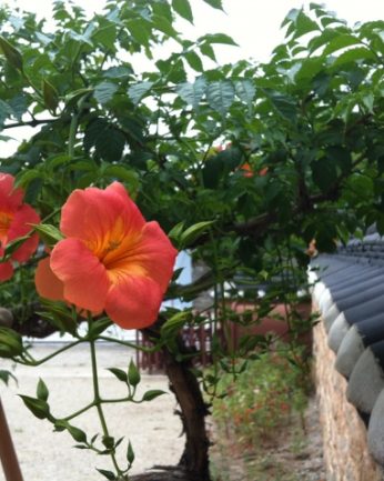 기다림이 담겨있는 능소화