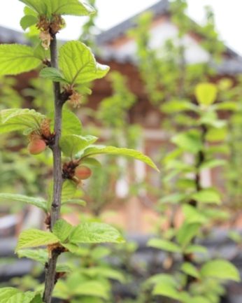 다가오는 수확의 계절..