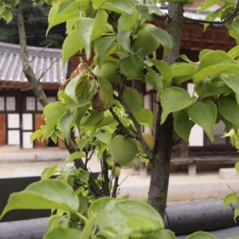 매실의 계절