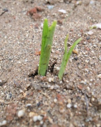 자라나는 새싹들