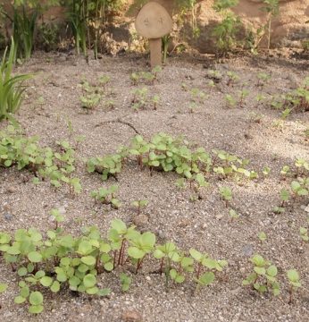 자라나는 새싹들