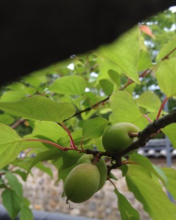 다가오는 수확의 계절..