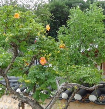 송글송글 맺혀있는 이것이 무엇일까요?