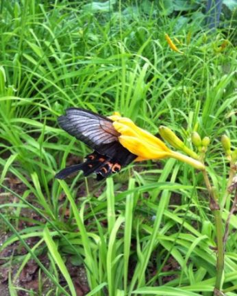 무더위에도 아랑곳하지 않습니다