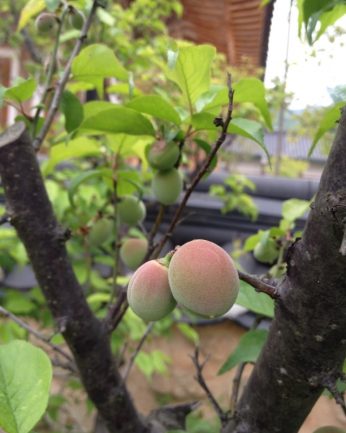 다가오는 수확의 계절..