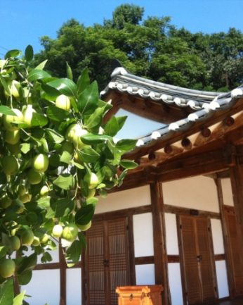 한풀 꺽인 무더위, 익어가는 열매