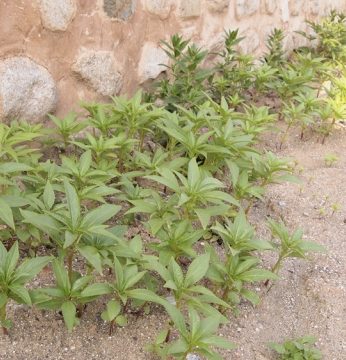 자라나는 새싹들