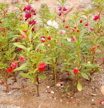 늘푸른 전통문화연수원