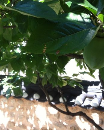 한풀 꺽인 무더위, 익어가는 열매