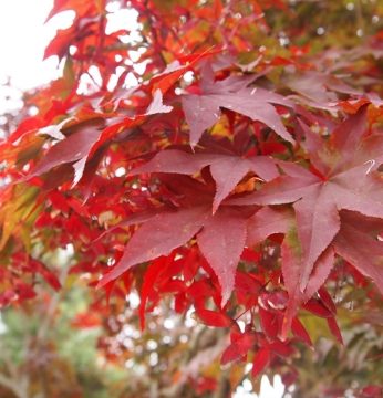 하루앞으로 다가온 입동(立冬)