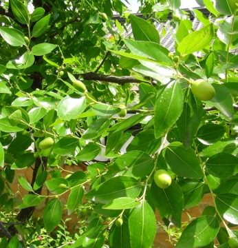 송글송글 맺혀있는 이것이 무엇일까요?