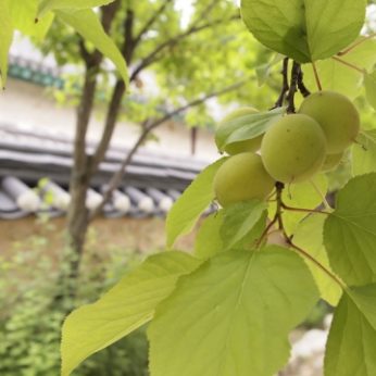매실의 계절