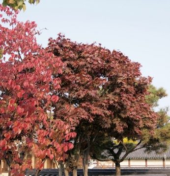 하루앞으로 다가온 입동(立冬)