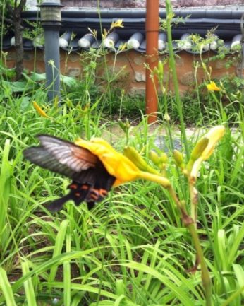 무더위에도 아랑곳하지 않습니다