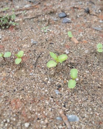 자라나는 새싹들