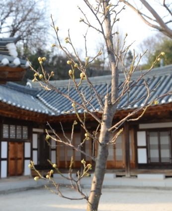 얼마 남지 않은 꽃샘추위 속