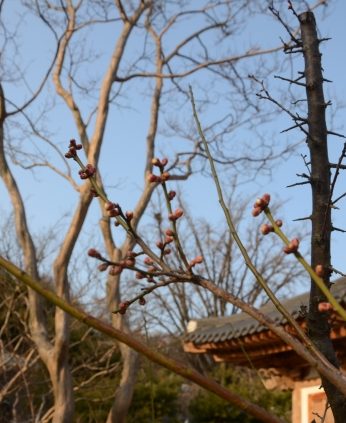 얼마 남지 않은 꽃샘추위 속