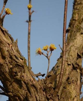 얼마 남지 않은 꽃샘추위 속