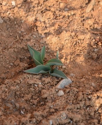 얼마 남지 않은 꽃샘추위 속