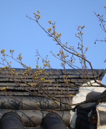 얼마 남지 않은 꽃샘추위 속