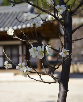 봄꽃들이 피어나고 있습니다.