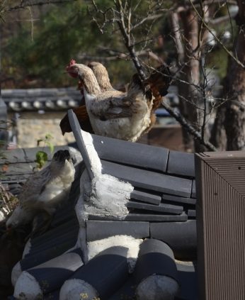 전주전통문화연수원에 나타난 손님들