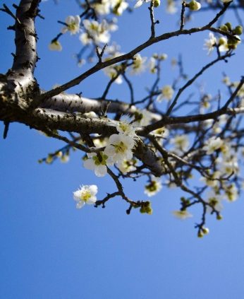 봄꽃들이 피어나고 있습니다.