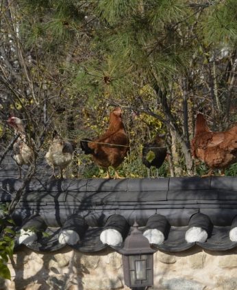 전주전통문화연수원에 나타난 손님들