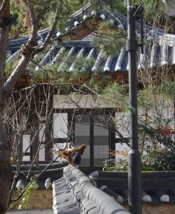 전주전통문화연수원에 나타난 손님들