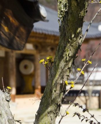 봄꽃들이 피어나고 있습니다.