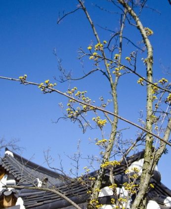 봄꽃들이 피어나고 있습니다.