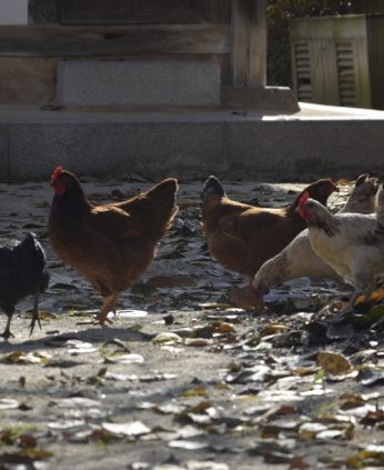 전주전통문화연수원에 나타난 손님들