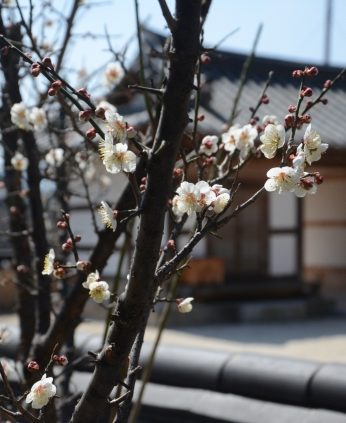 연수원이 봄을 맞아 기지개를 펴고 있어요