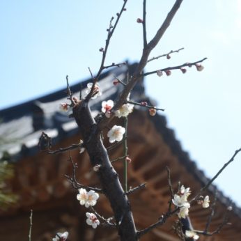 연수원이 봄을 맞아 기지개를 펴고 있어요