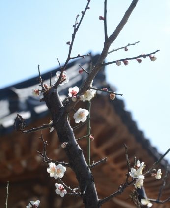 연수원이 봄을 맞아 기지개를 펴고 있어요