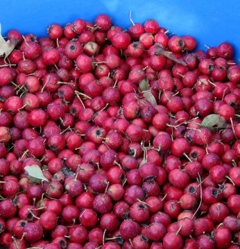 쌀쌀해진 가을 바람과 올해 마지막 수확