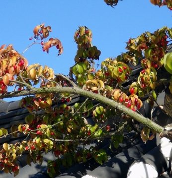 쌀쌀해진 가을 바람과 올해 마지막 수확