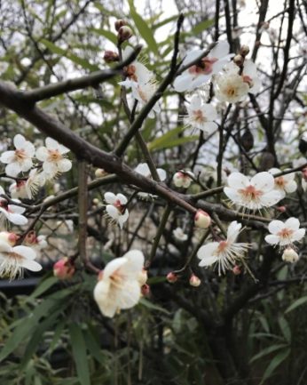 매화 꽃이 피었습니다