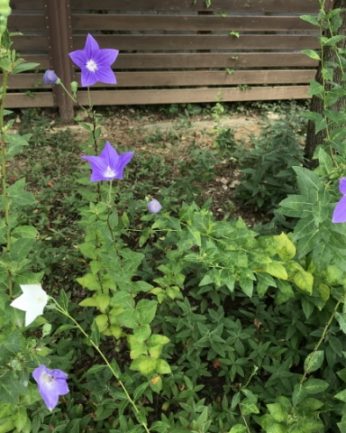 무더운 여름 연수원에 핀 꽃