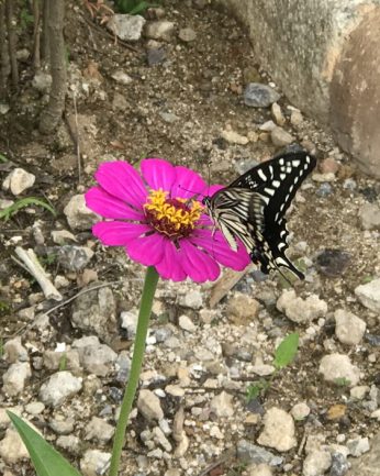 무더운 여름 연수원에 핀 꽃