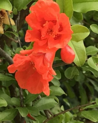 연수원에는 석류나무가 있습니다.