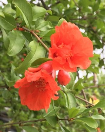 연수원에는 석류나무가 있습니다.