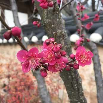 매화 꽃이 피었습니다