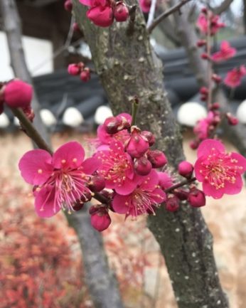 매화 꽃이 피었습니다